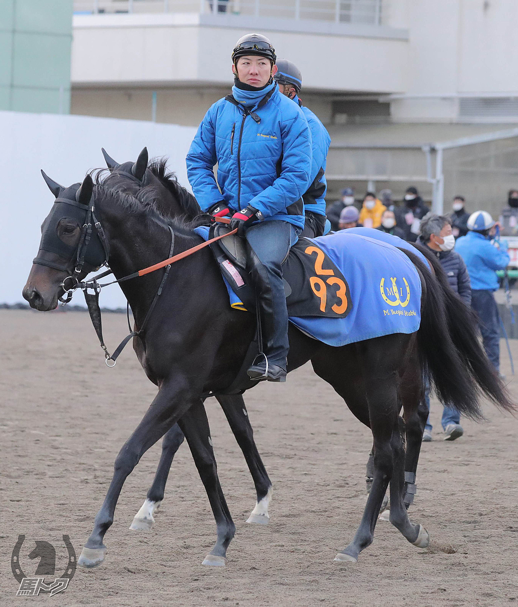 カラパタールの馬体写真