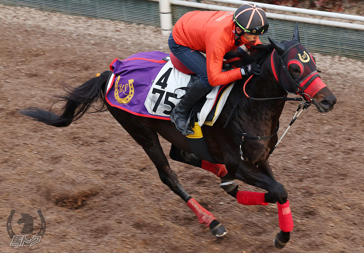 カワキタレブリーの馬体写真