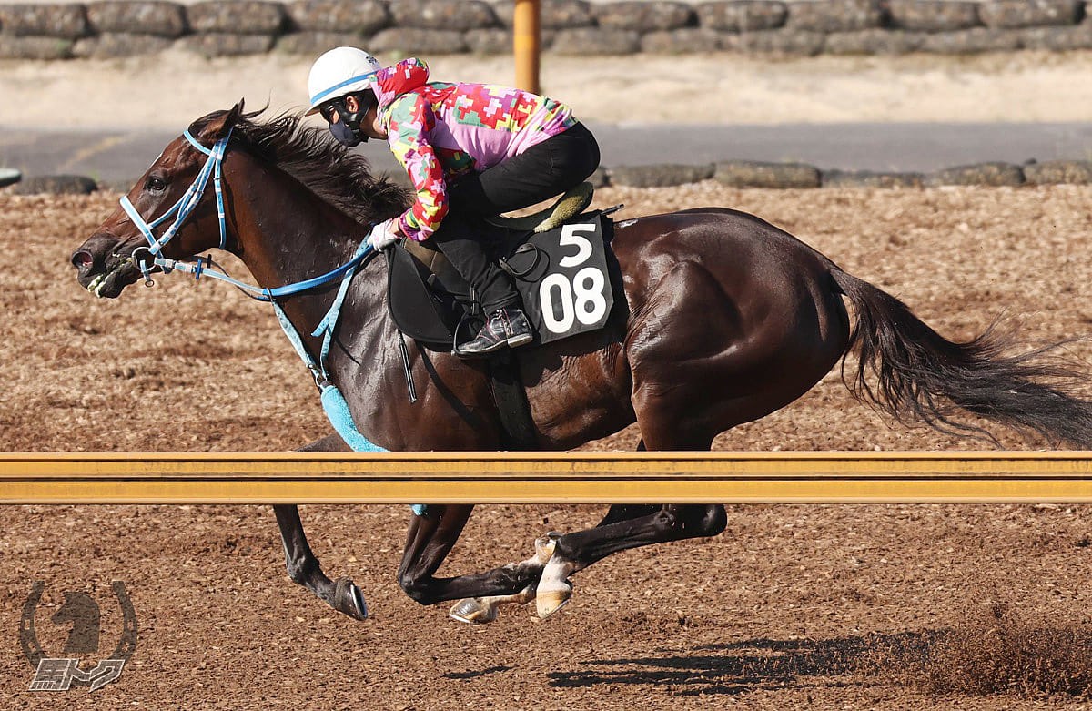 シダーの馬体写真