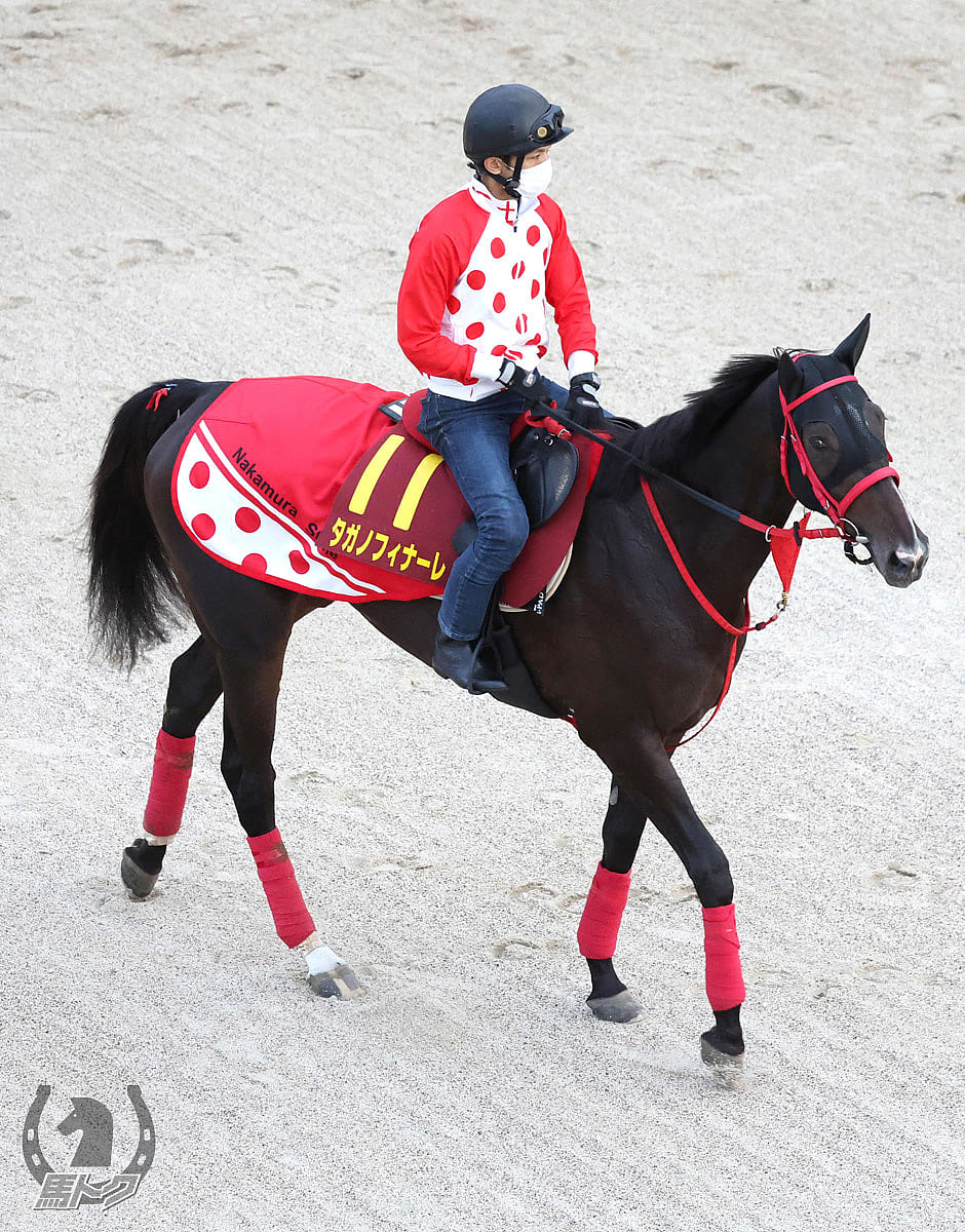 タガノフィナーレの馬体写真