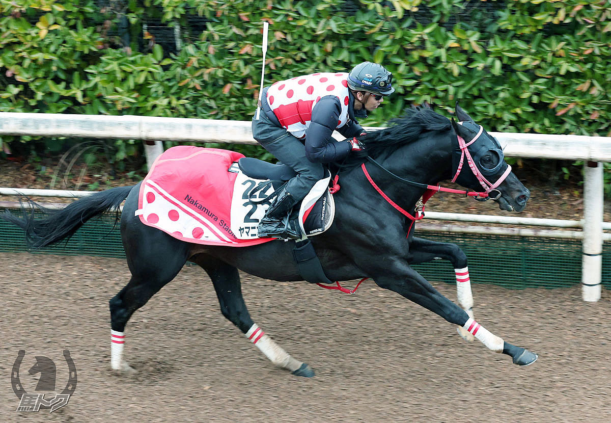 ヤマニンサルバムの馬体写真