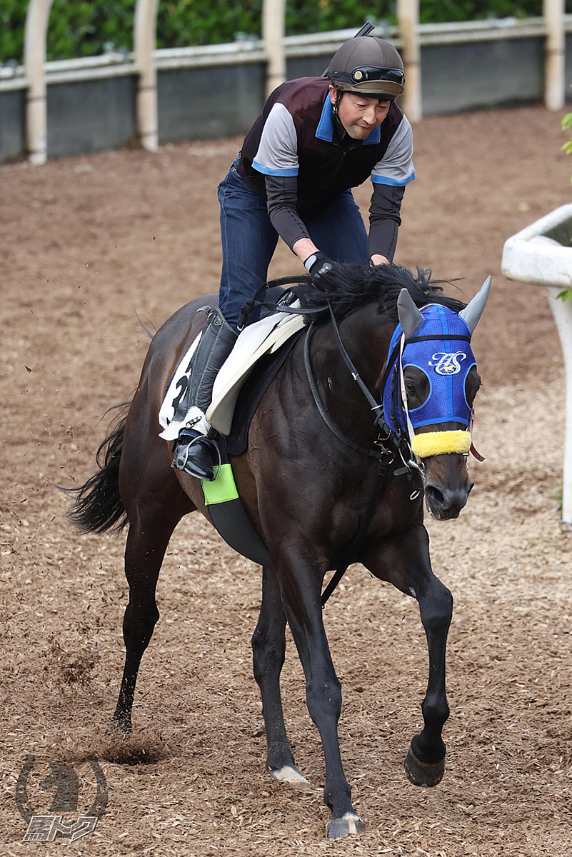 ボルザコフスキーの馬体写真