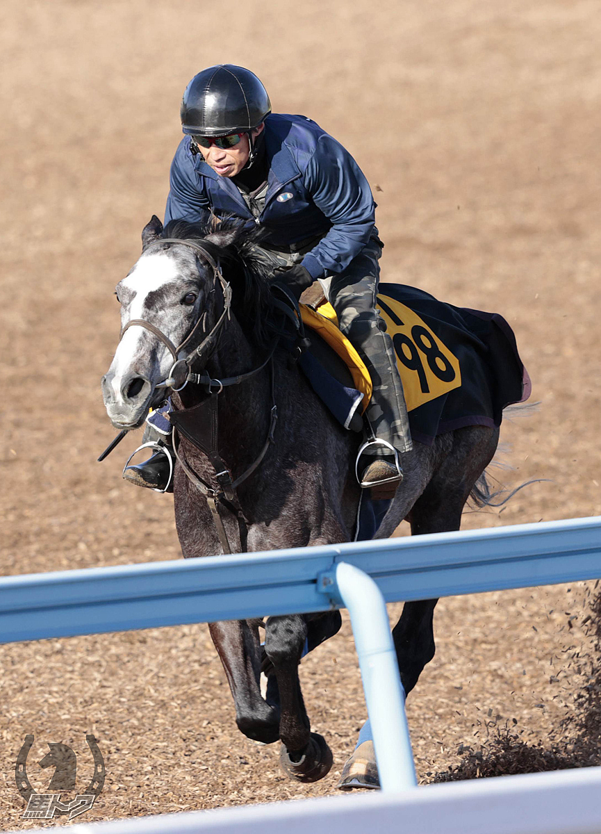 シナモンスティックの馬体写真