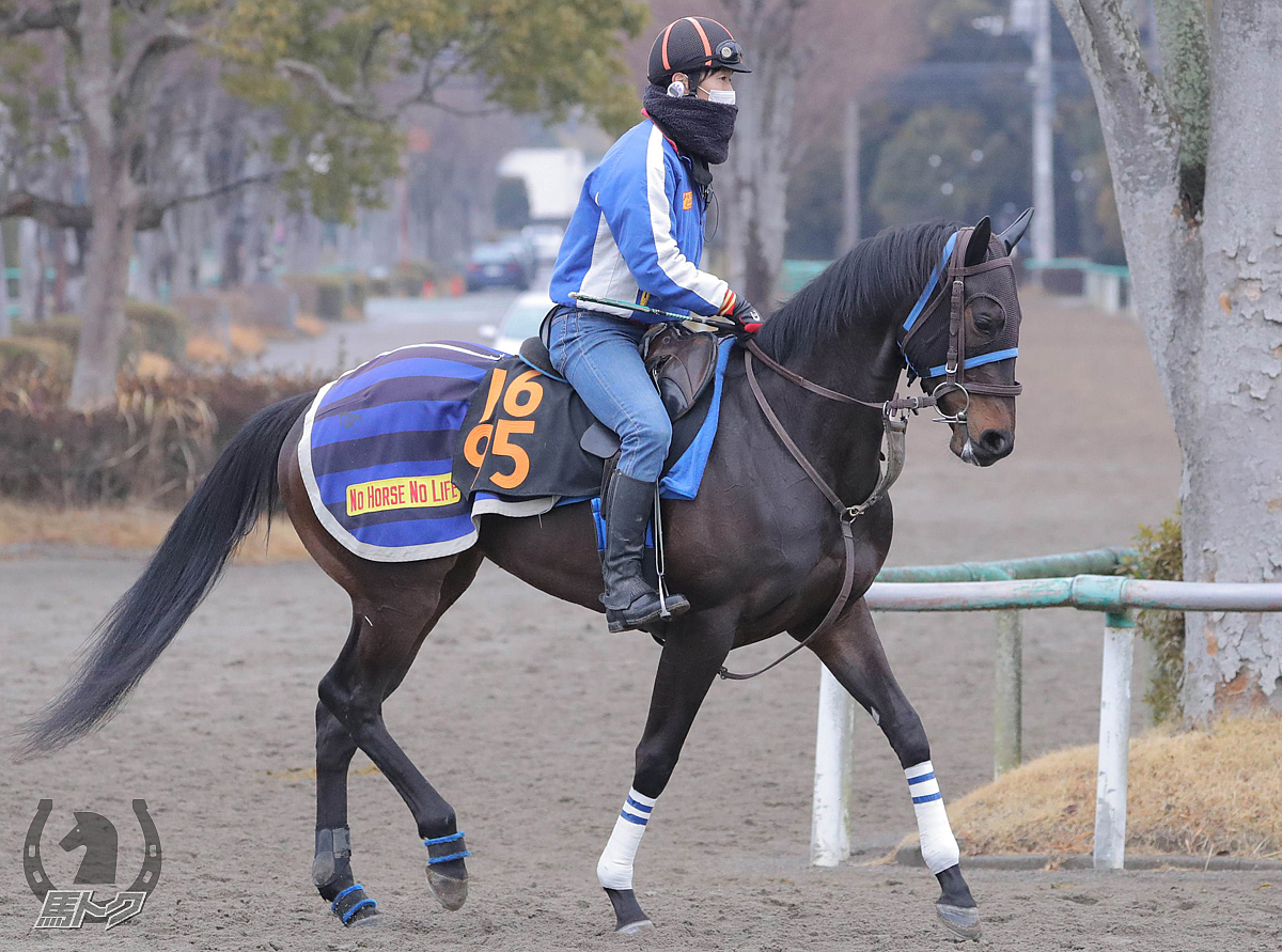 ヴェルーリヤの馬体写真