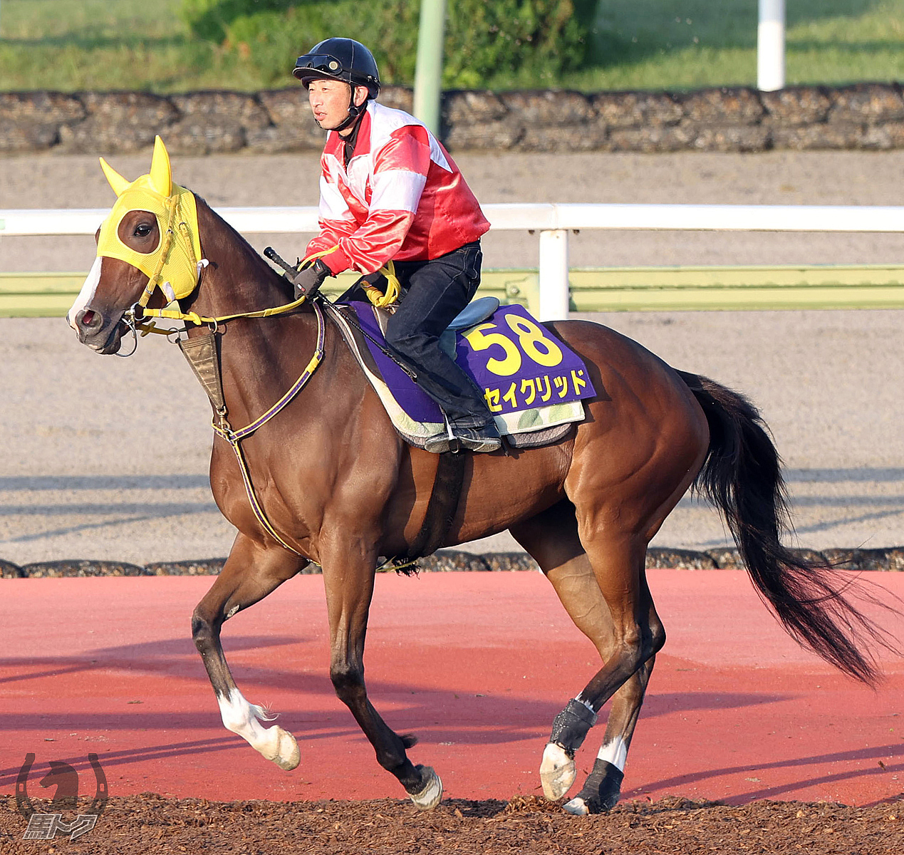 セイクリッドの馬体写真