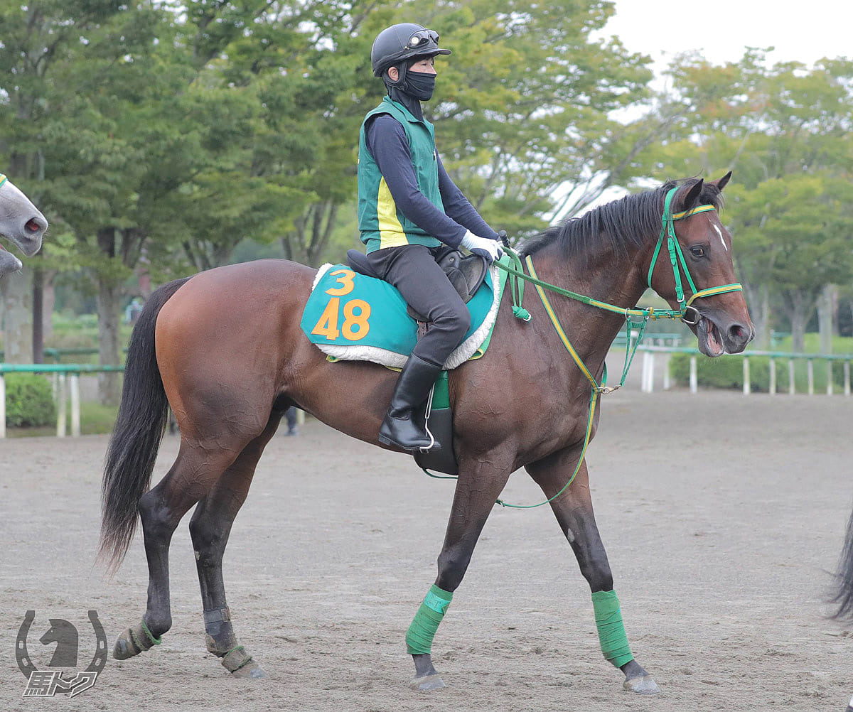 ロードカテドラルの馬体写真