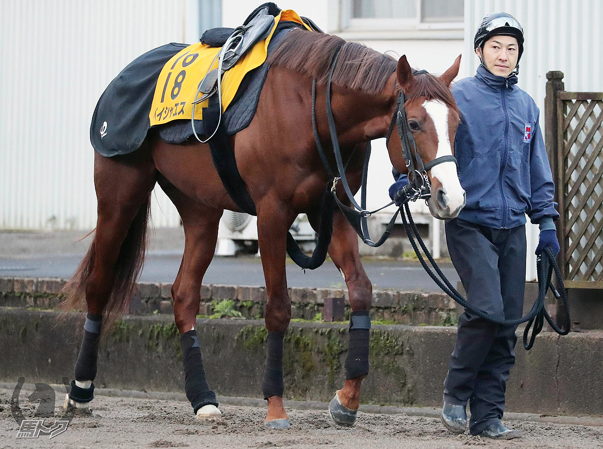 ペイシャエスの馬体写真