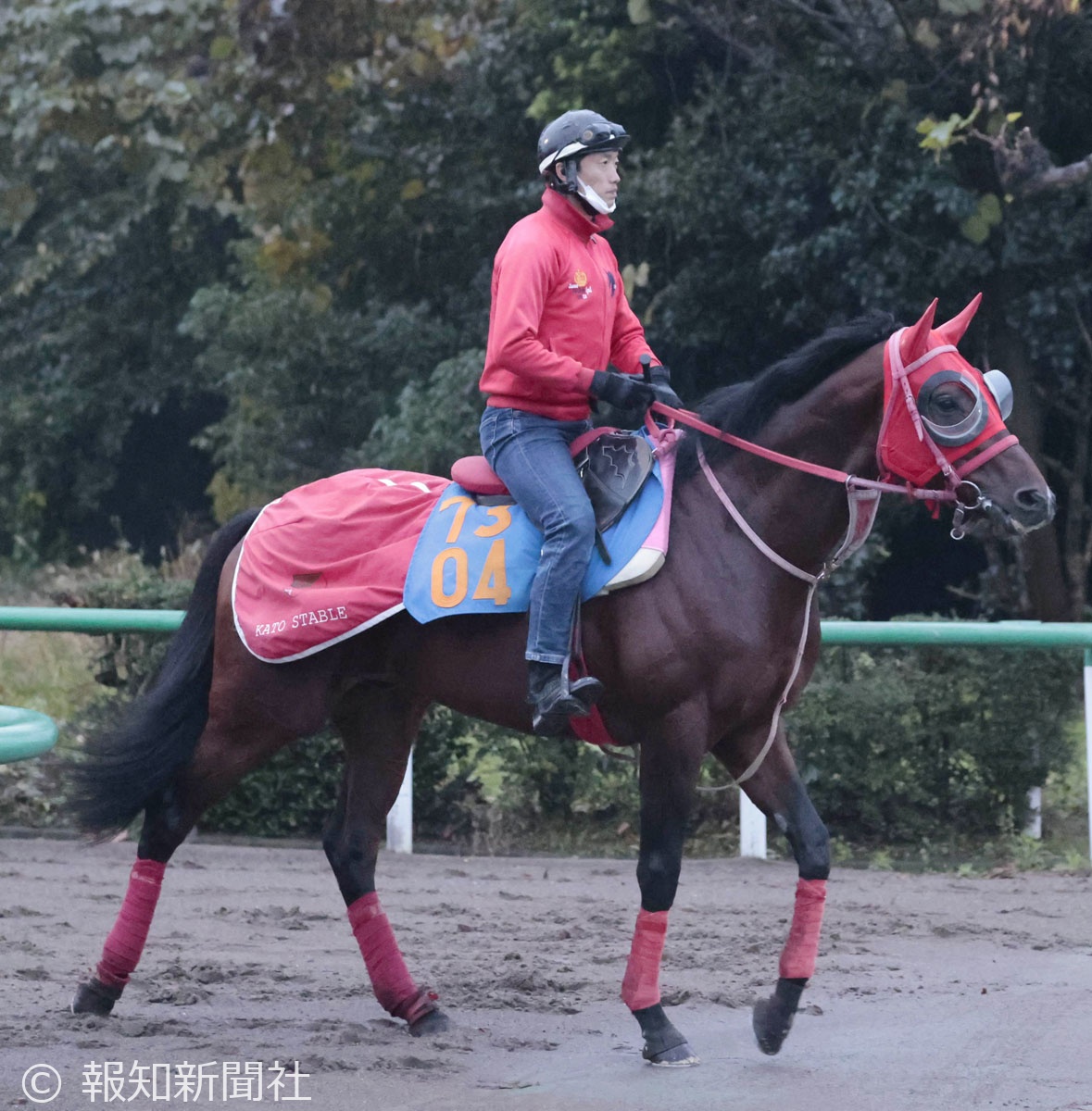 トーセンリョウの馬体写真