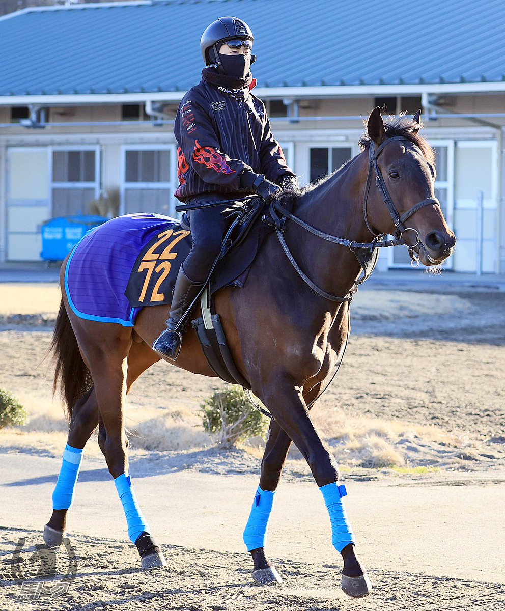 ジュヴゼームの馬体写真