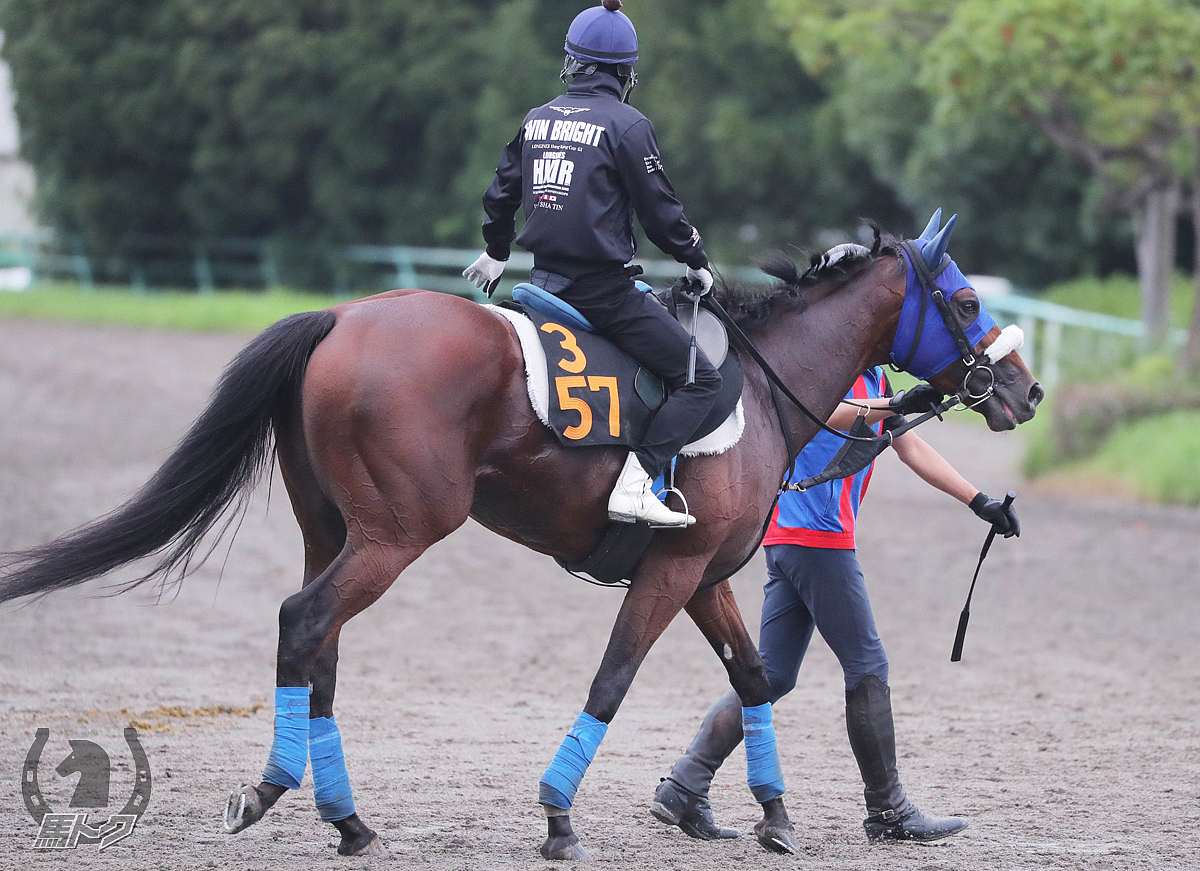 キングズパレスの馬体写真