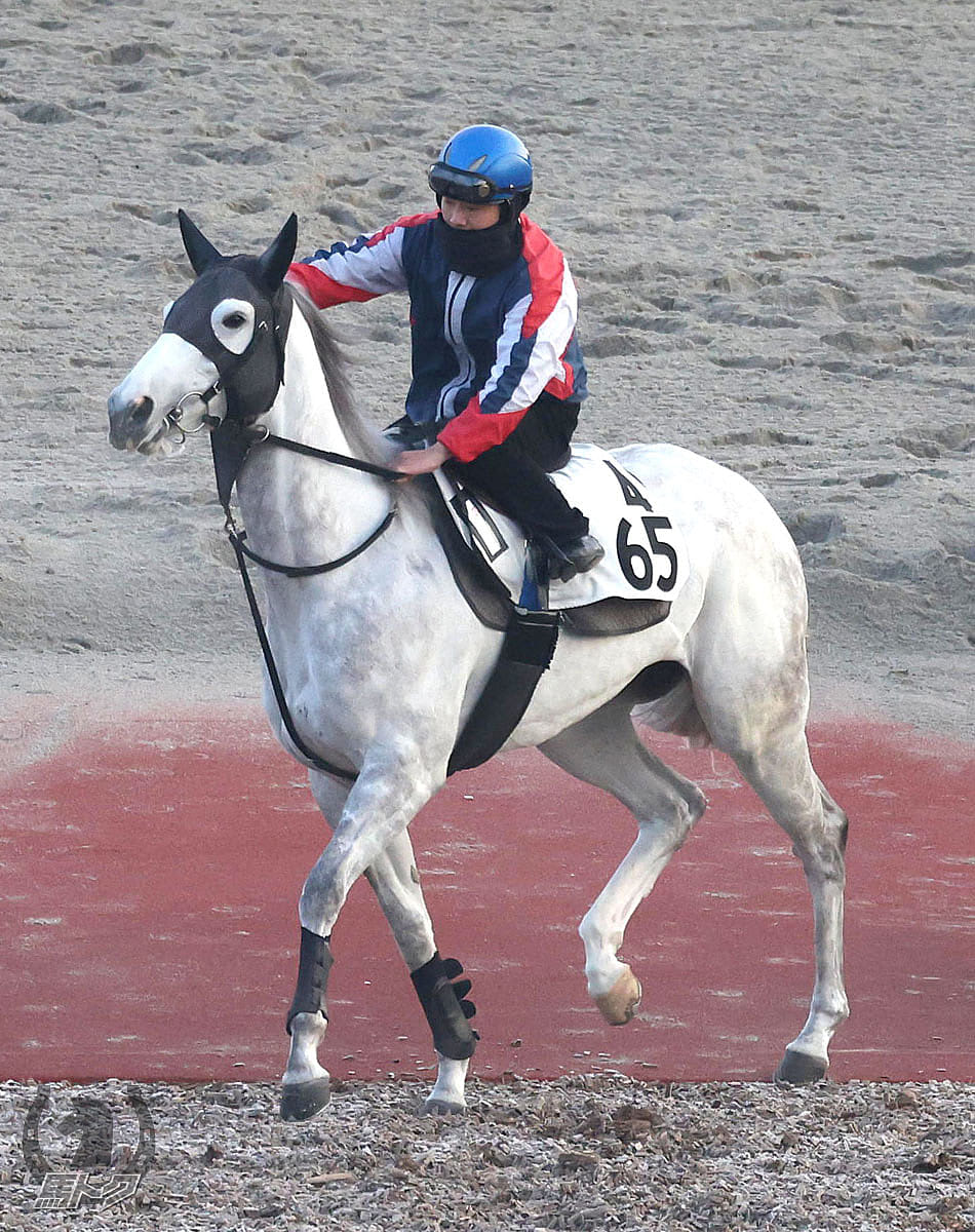 カルネアサーダの馬体写真