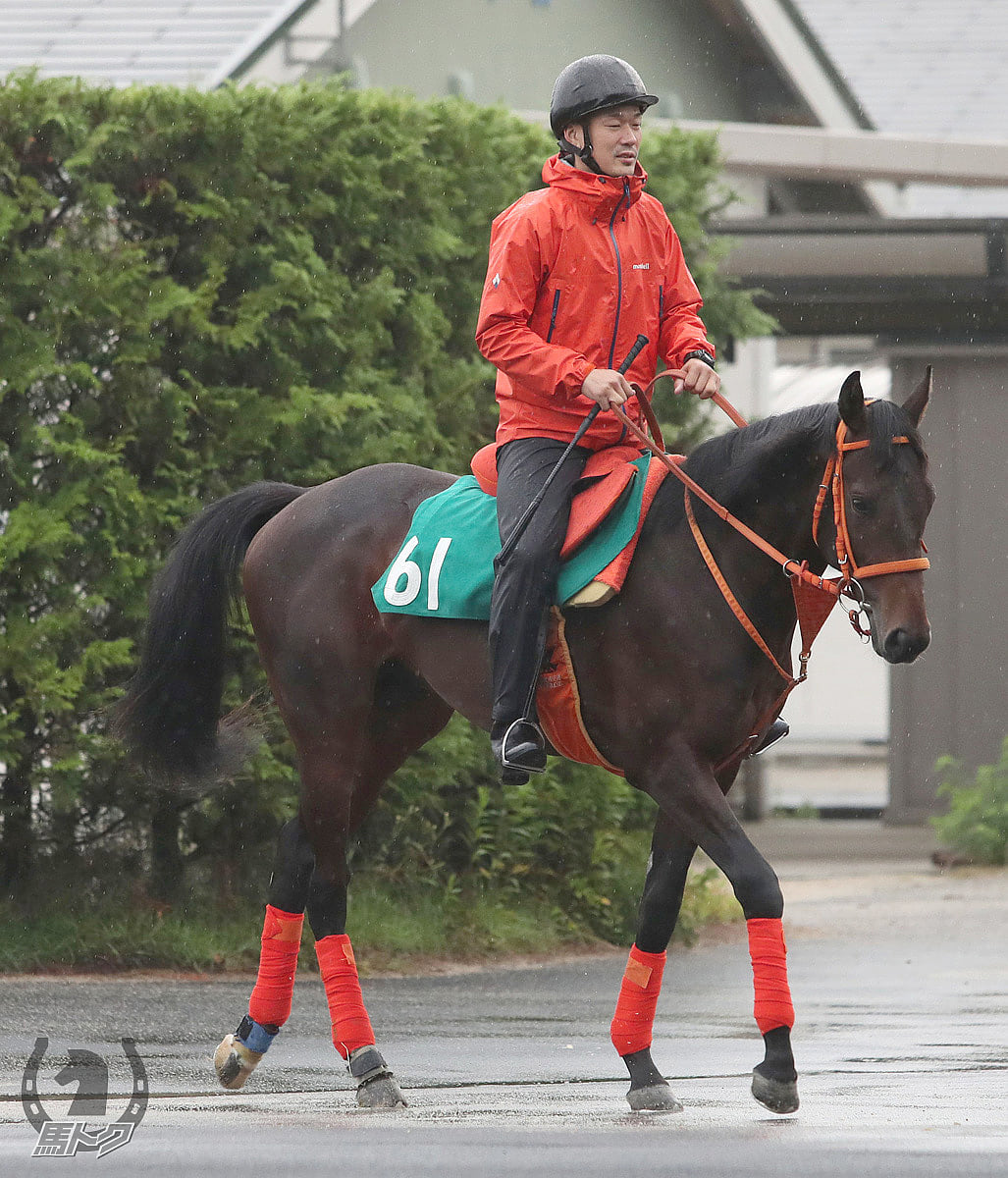 フェニックスループの馬体写真