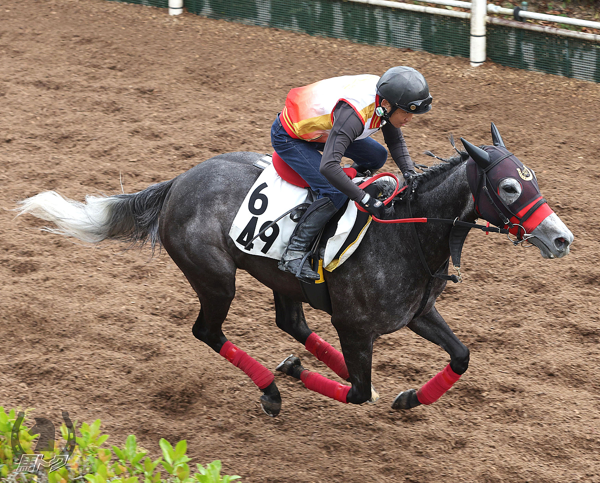 コスタボニータの馬体写真
