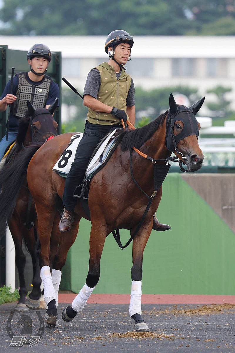 エーデルブルーメの馬体写真