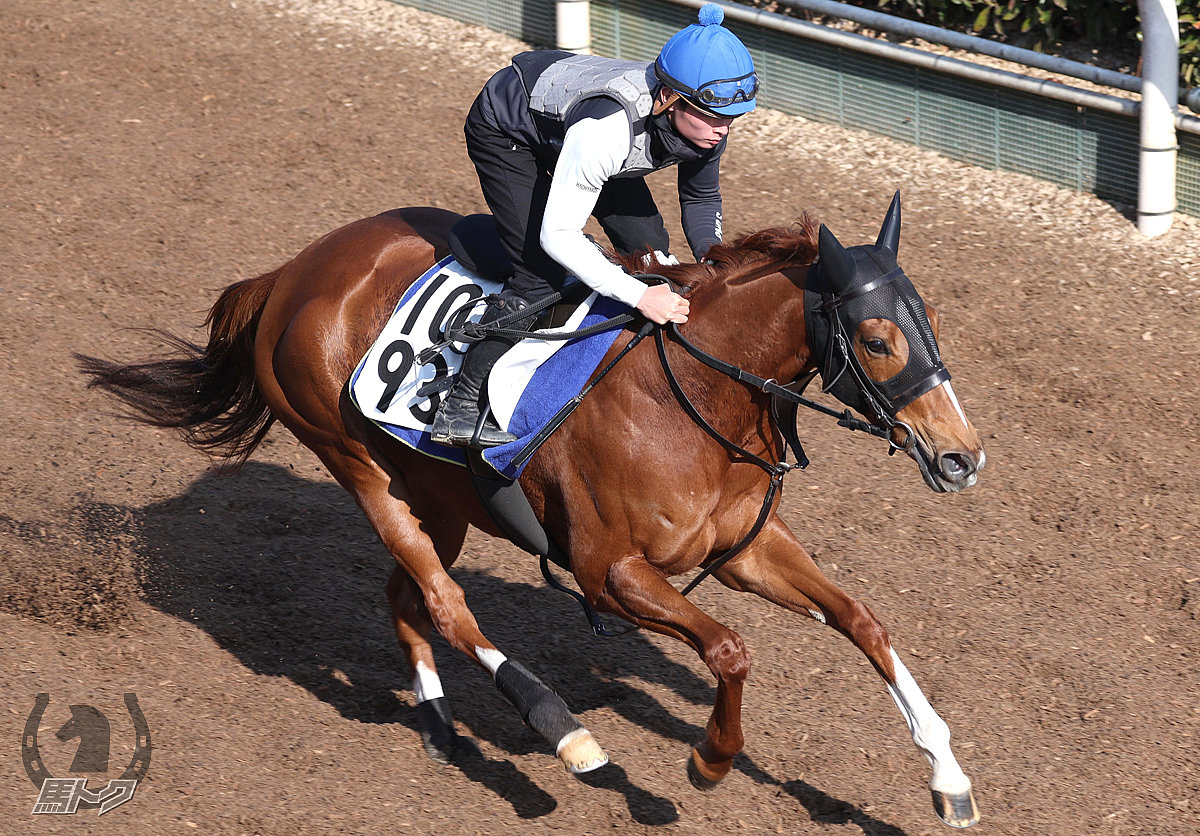 スリーパーダの馬体写真