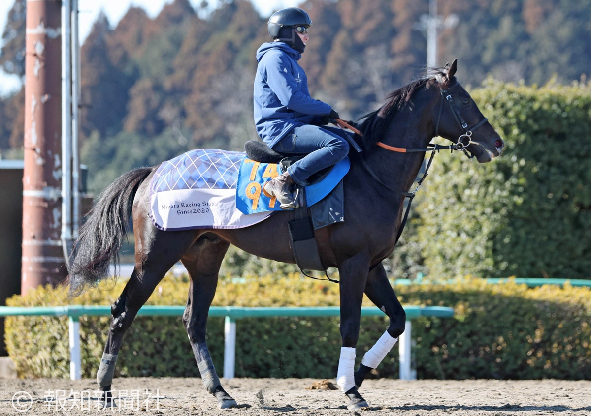 ブラックボイスの馬体写真