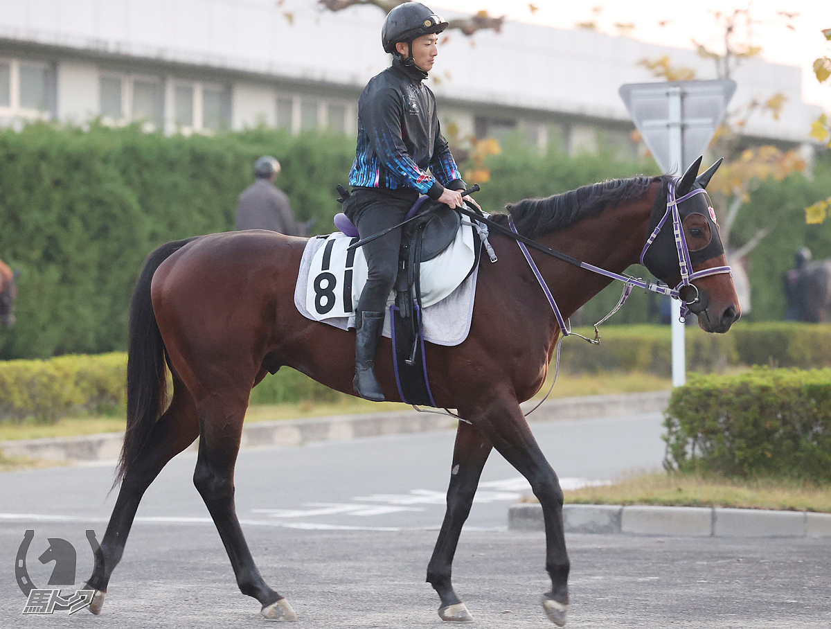 タイセイドレフォンの馬体写真