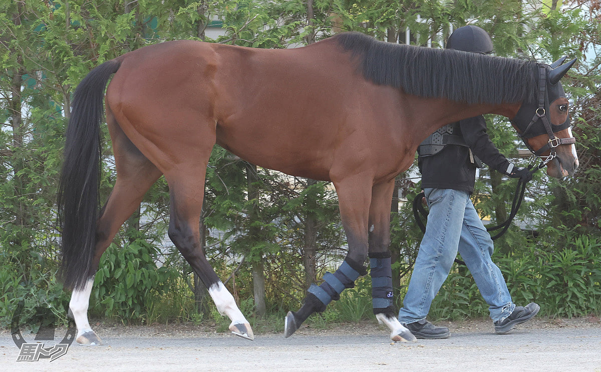 ベルクレスタの馬体写真