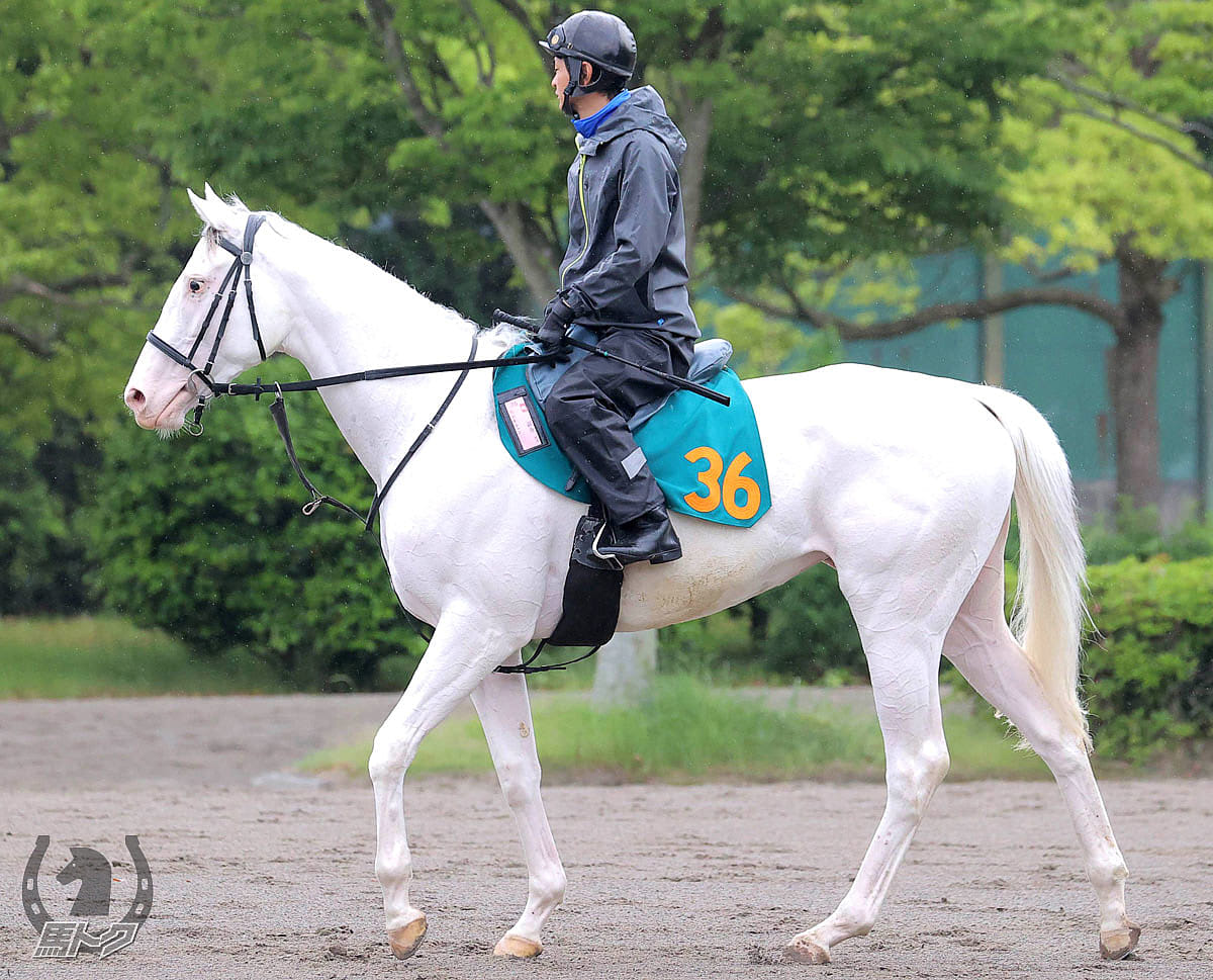 ハイアムズビーチの馬体写真