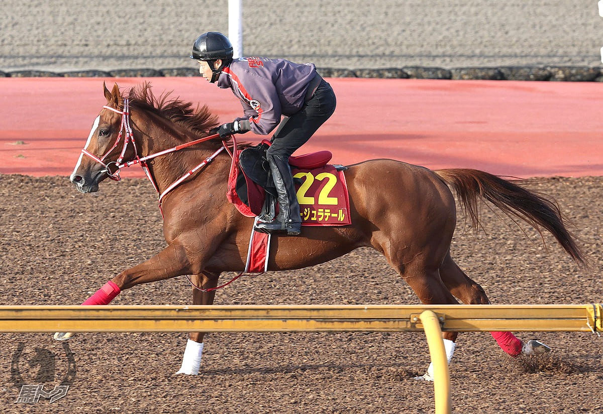 ルージュラテールの馬体写真