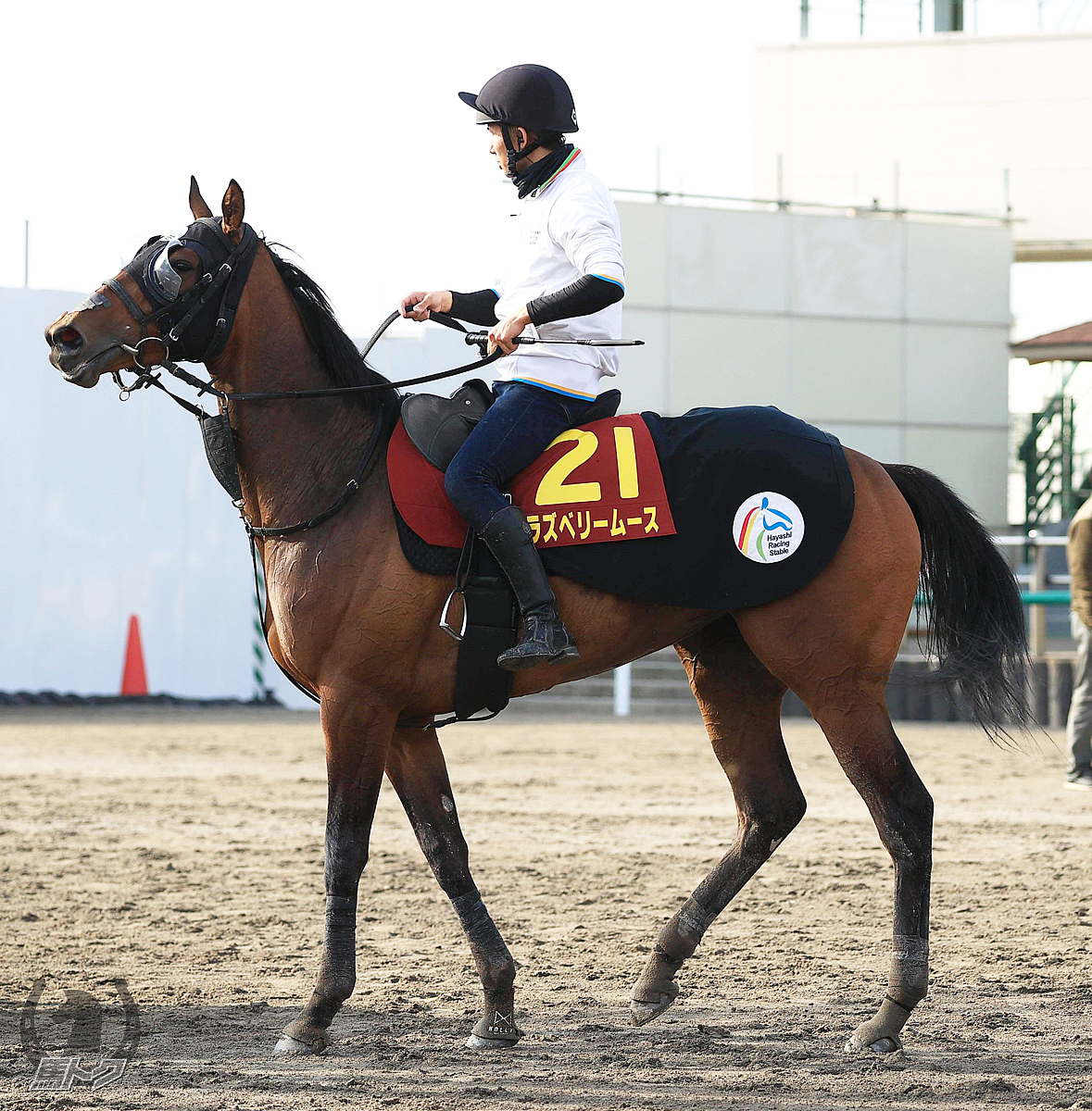 ラズベリームースの馬体写真