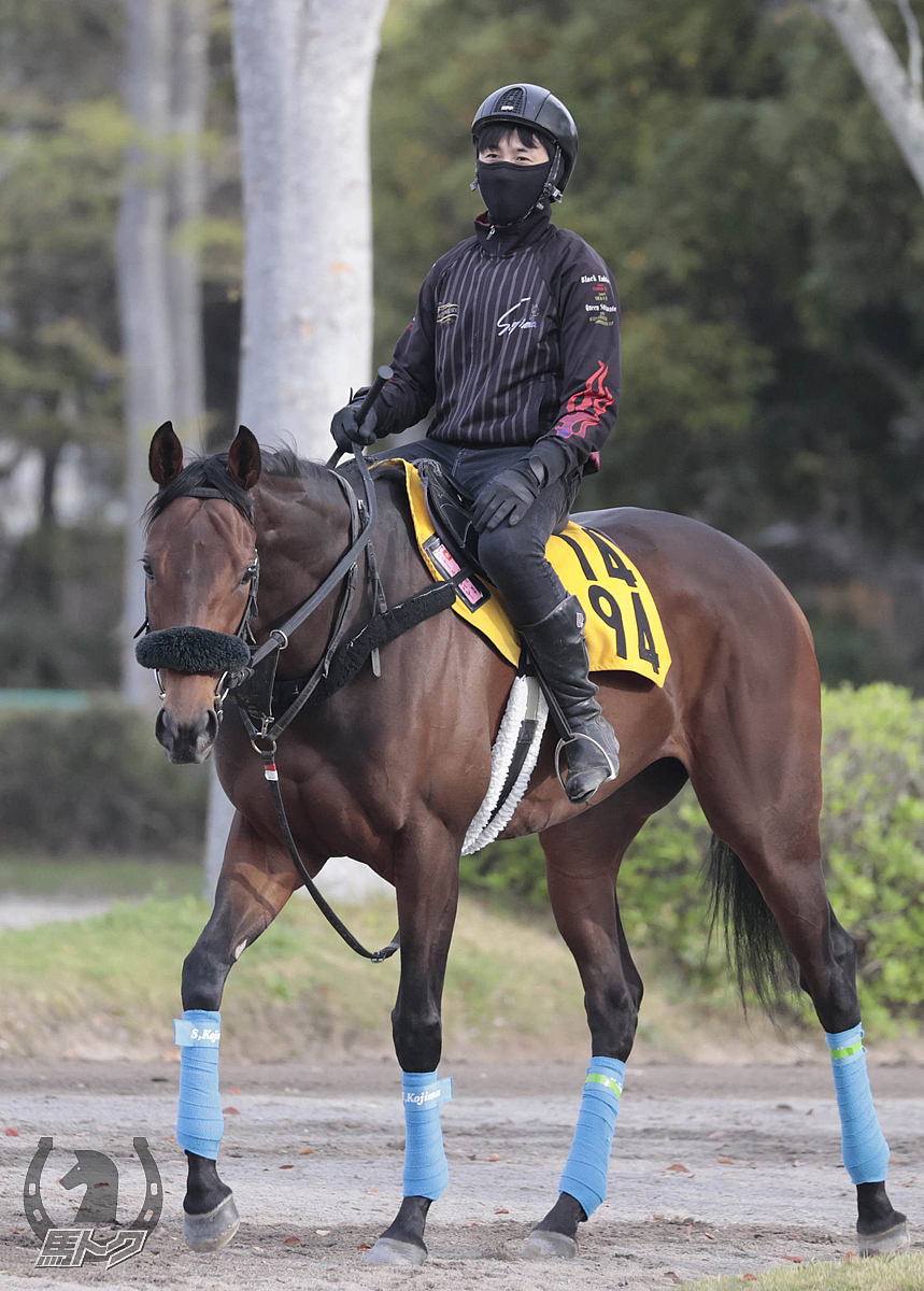 フィールシンパシーの馬体写真