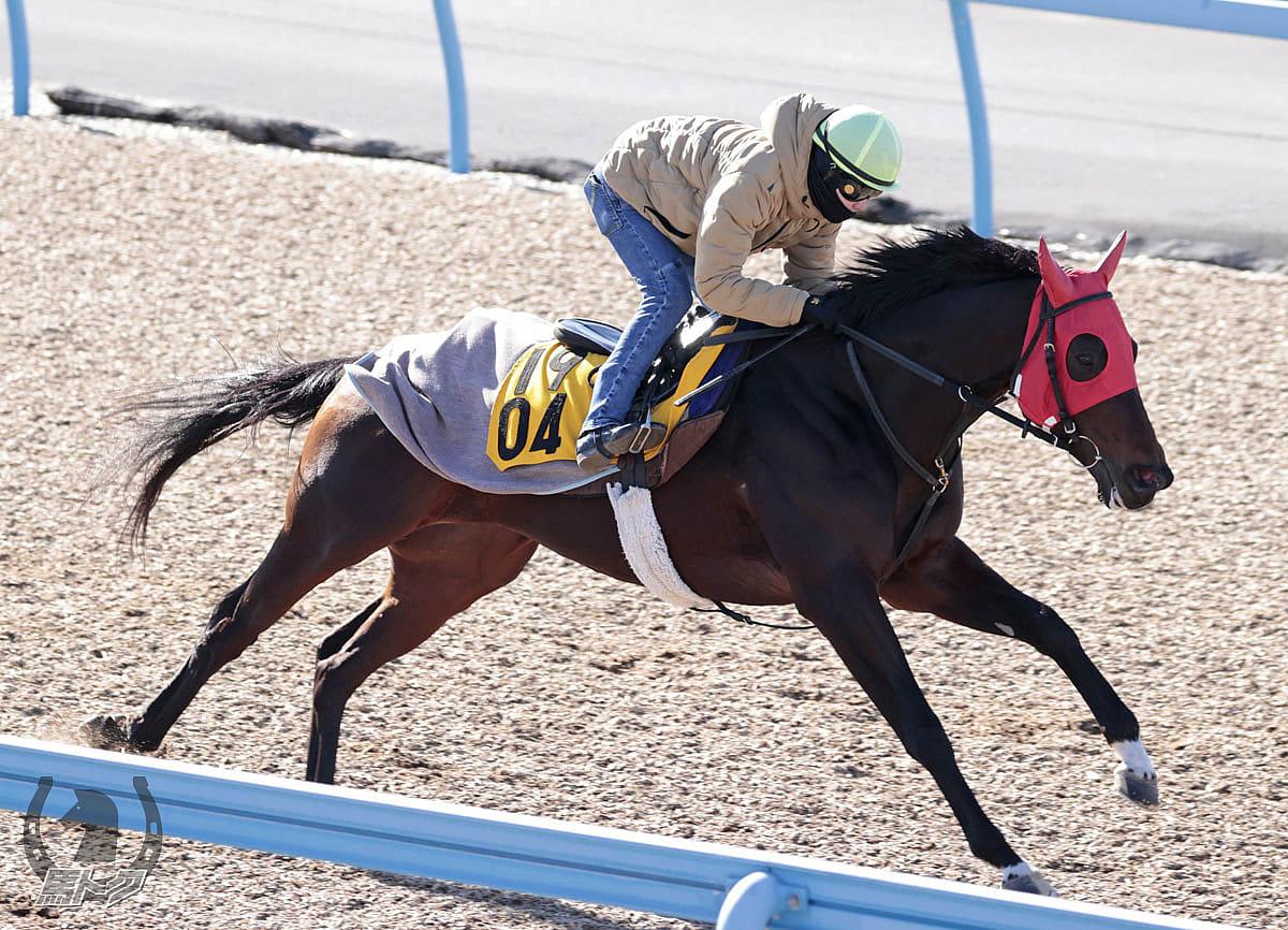 ライラボンドの馬体写真