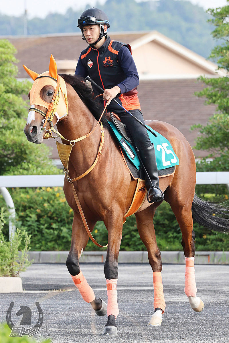 ローマンネイチャーの馬体写真