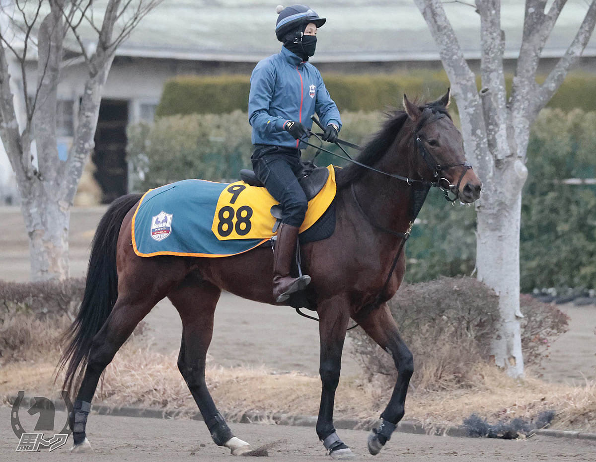 セッタレダストの馬体写真