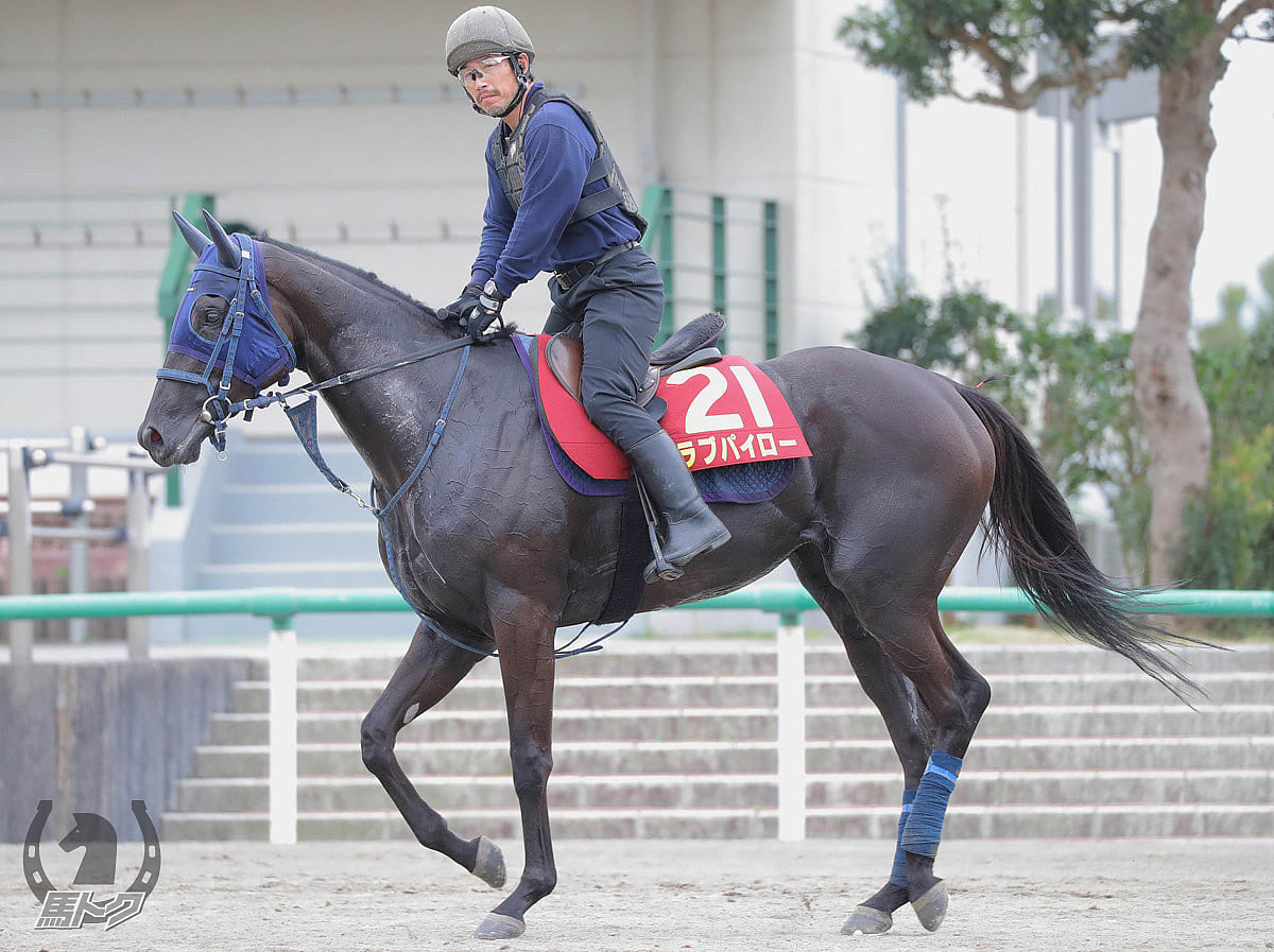 ラブパイローの馬体写真