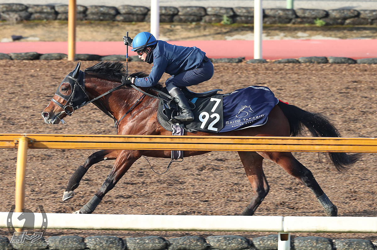 デヴィルズマーブルの馬体写真