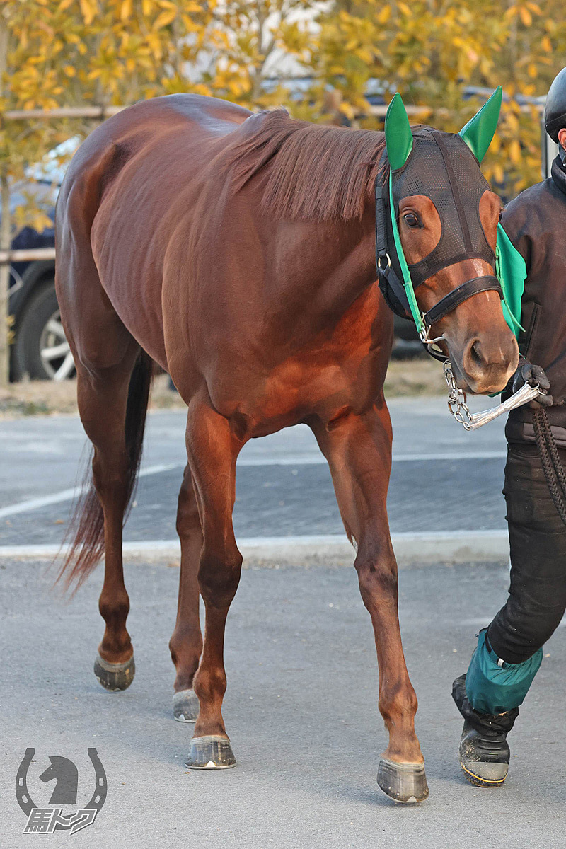 コンクパールの馬体写真
