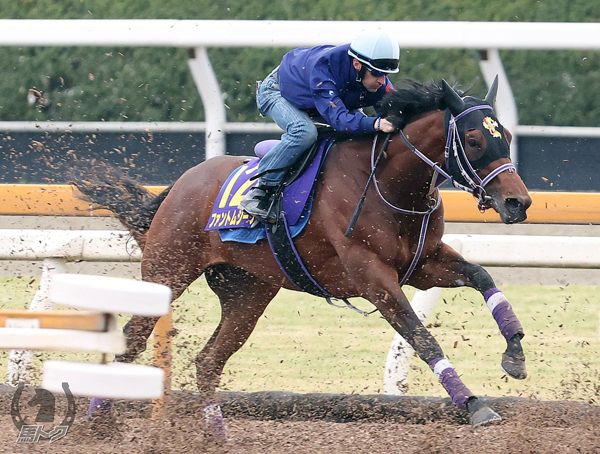 シルヴァーデュークの馬体写真