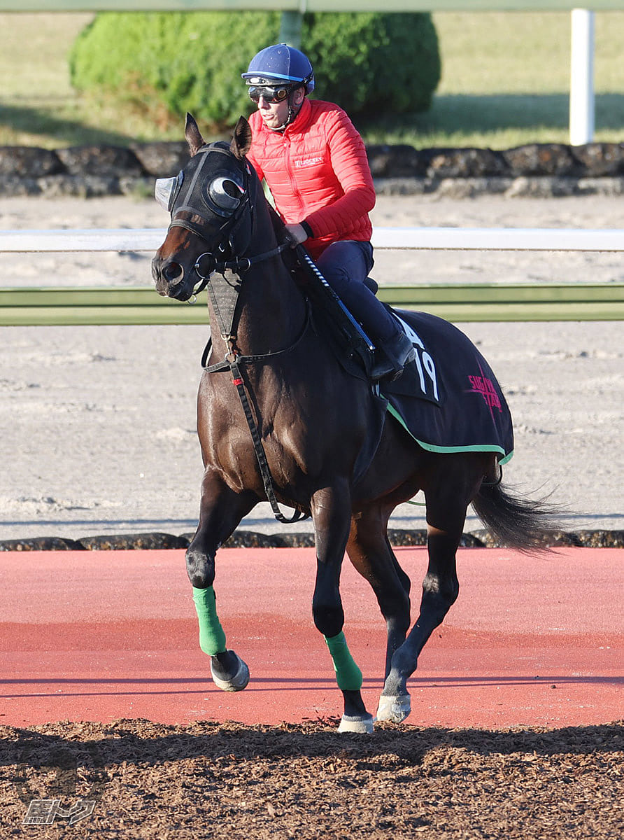 ジャスティンレオンの馬体写真