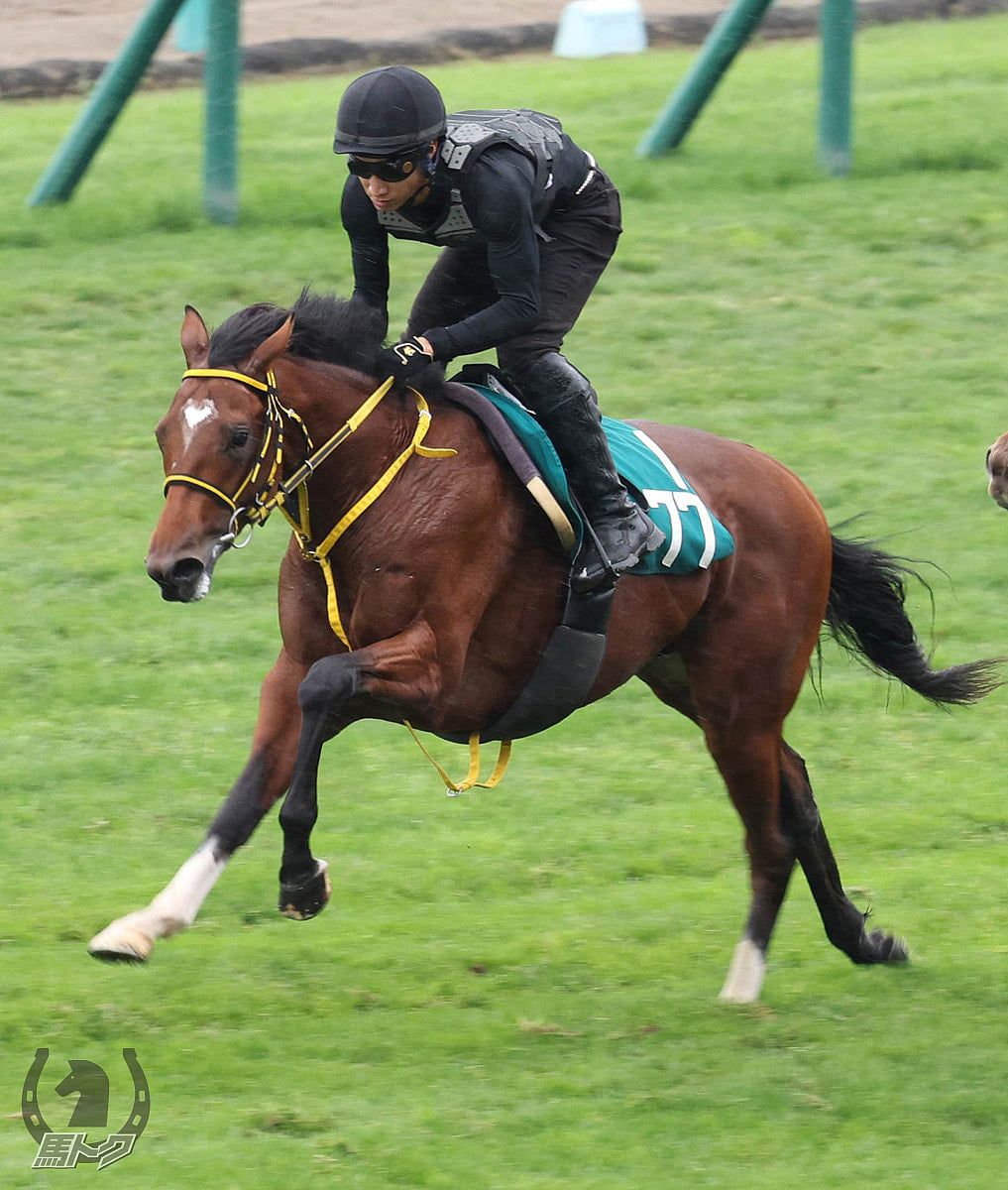 アンテロースの馬体写真