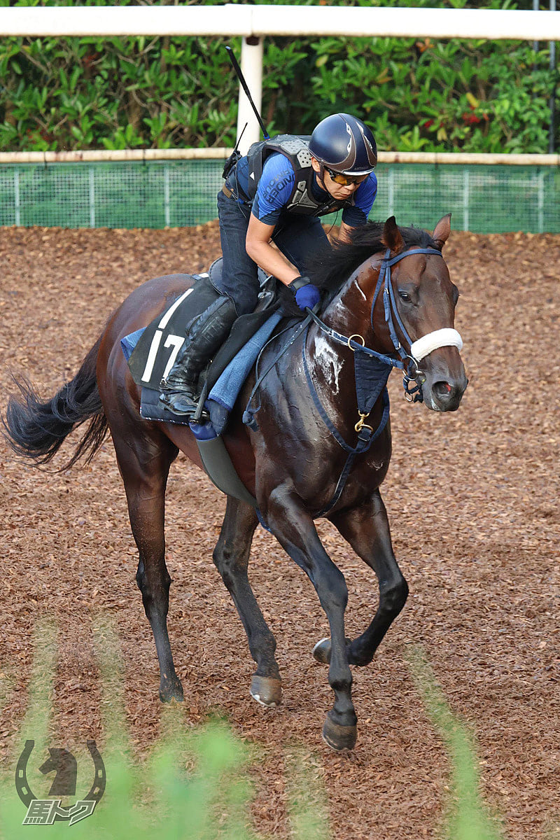 ウィズユアドリームの馬体写真