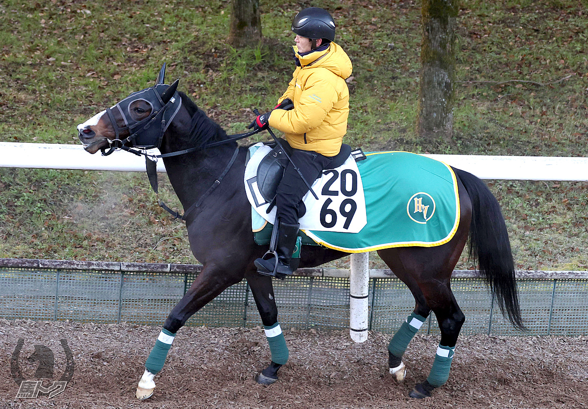 ムーンプローブの馬体写真