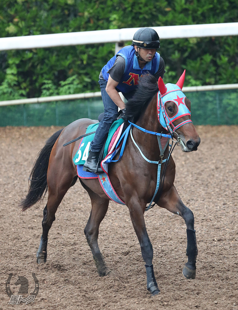 メイクザビートの馬体写真