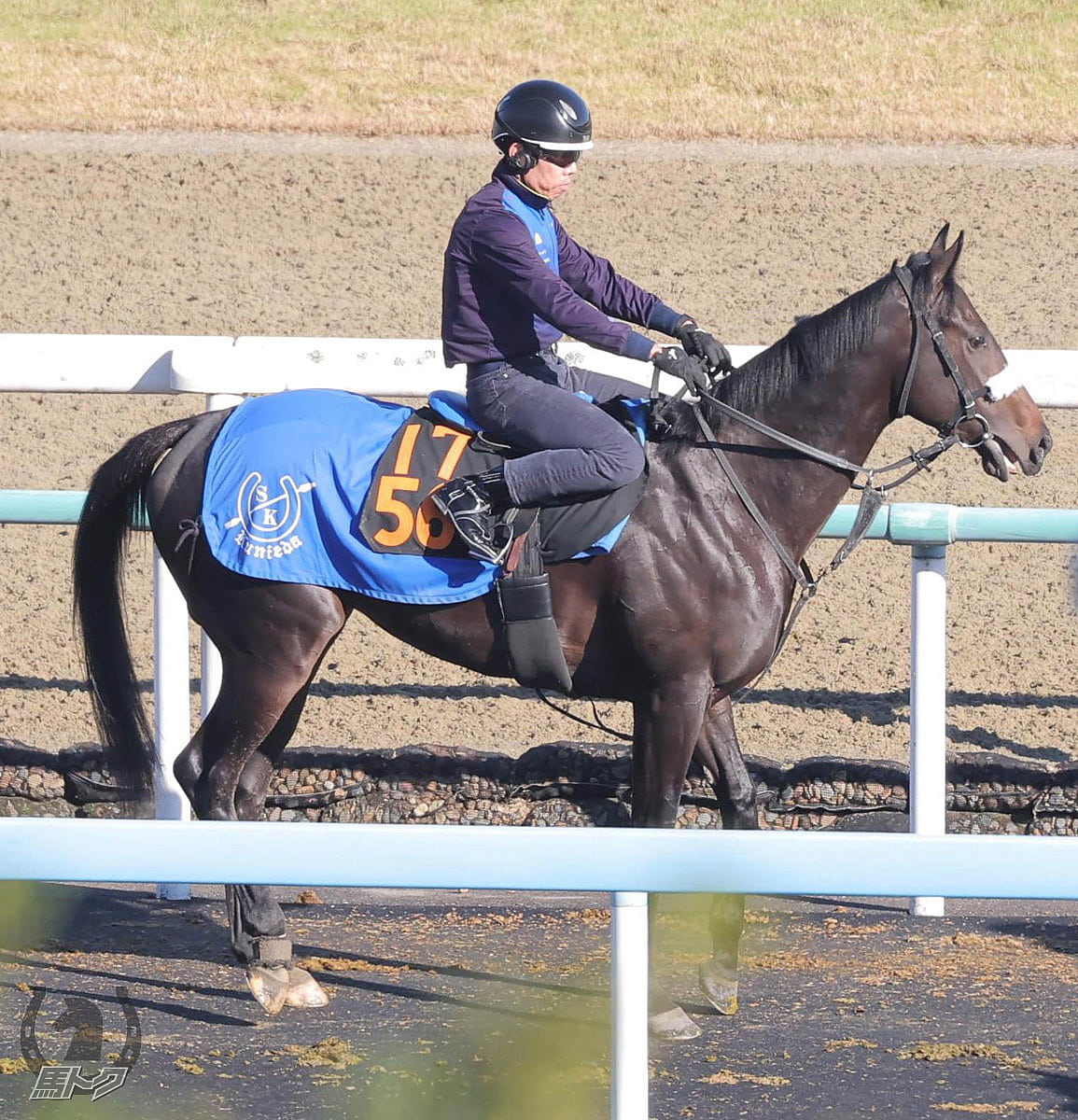 サトノロワの馬体写真