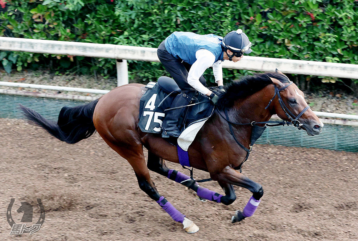 シャザーンの馬体写真