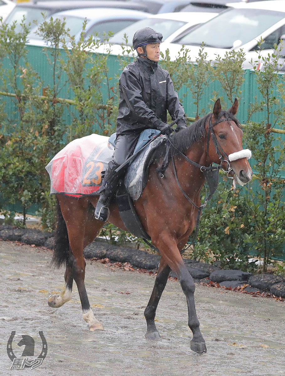 ステラデルシエロの馬体写真