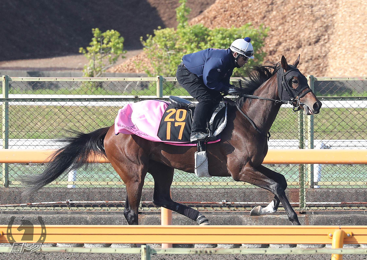 ピクシレーションの馬体写真