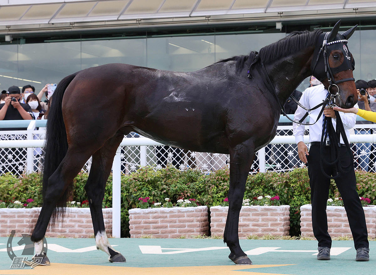 ルモンドブリエの馬体写真