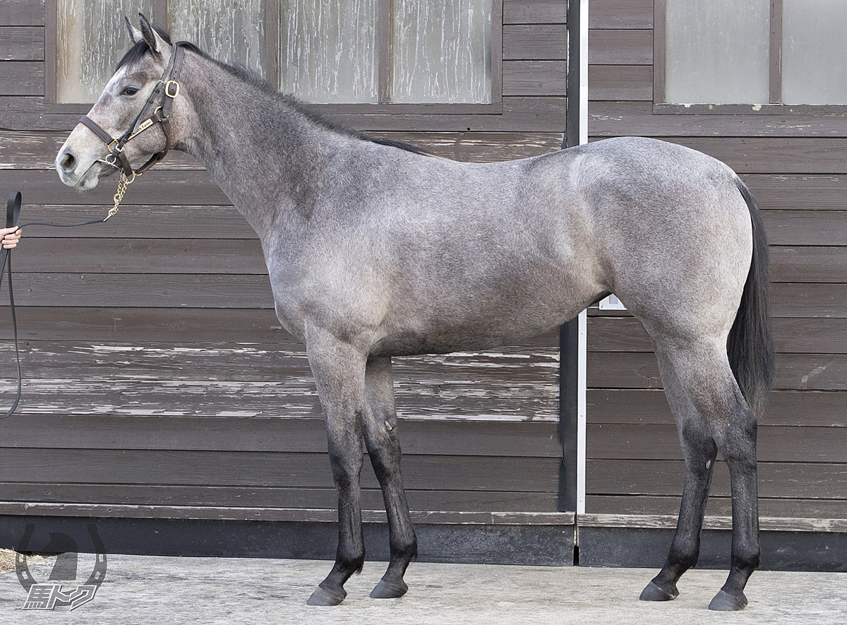 バーラデプラータの馬体写真