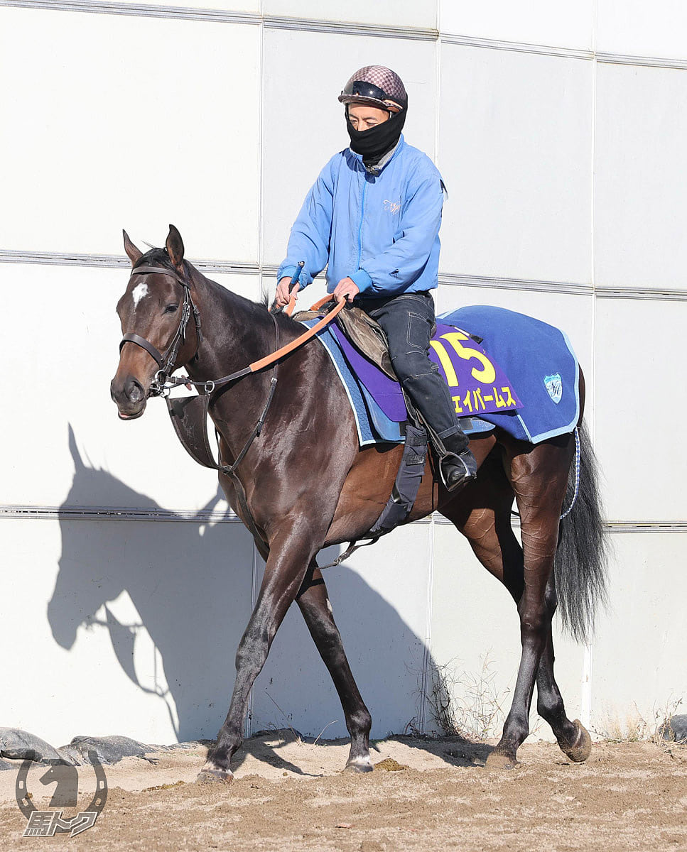 ジェイパームスの馬体写真