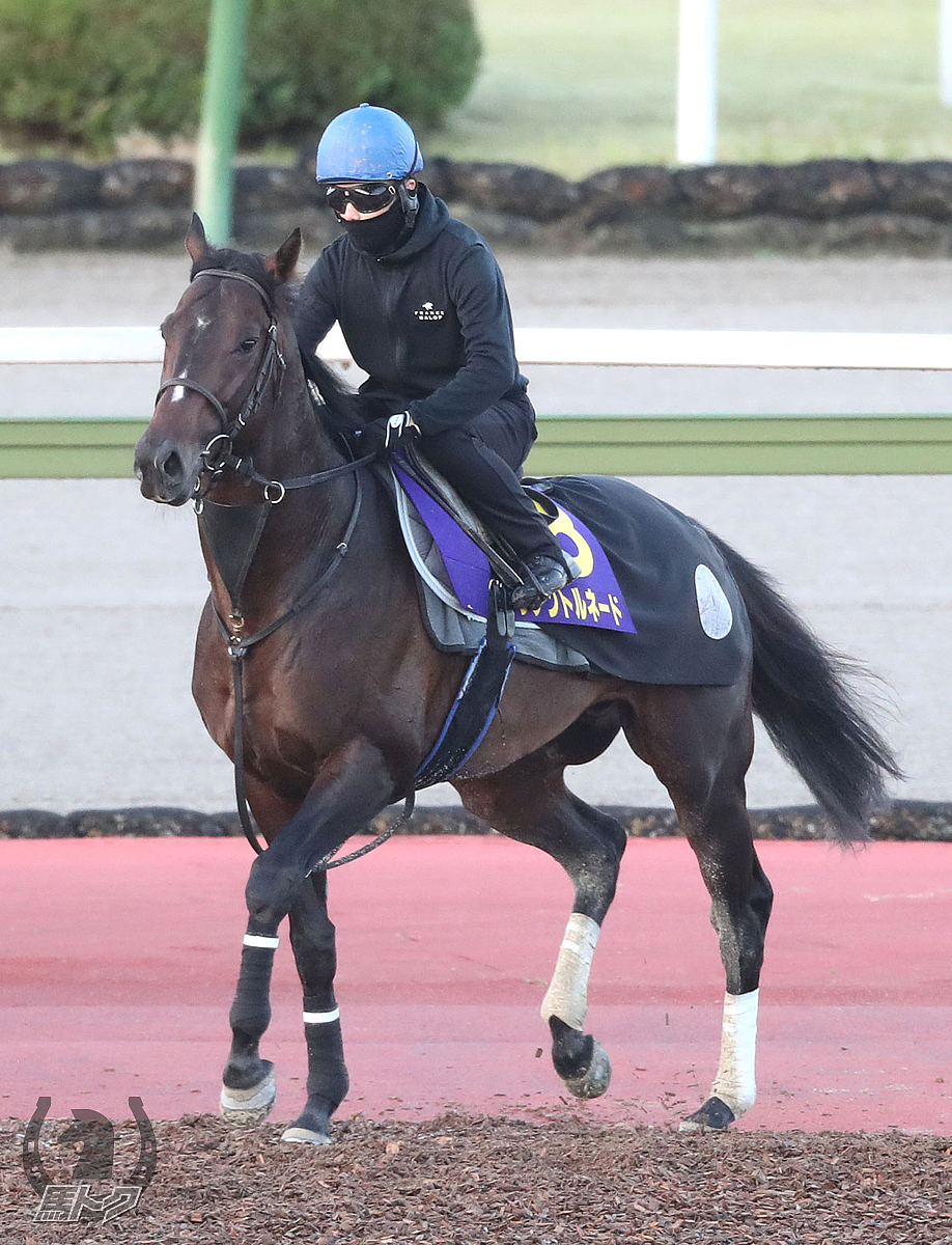 ダノントルネードの馬体写真