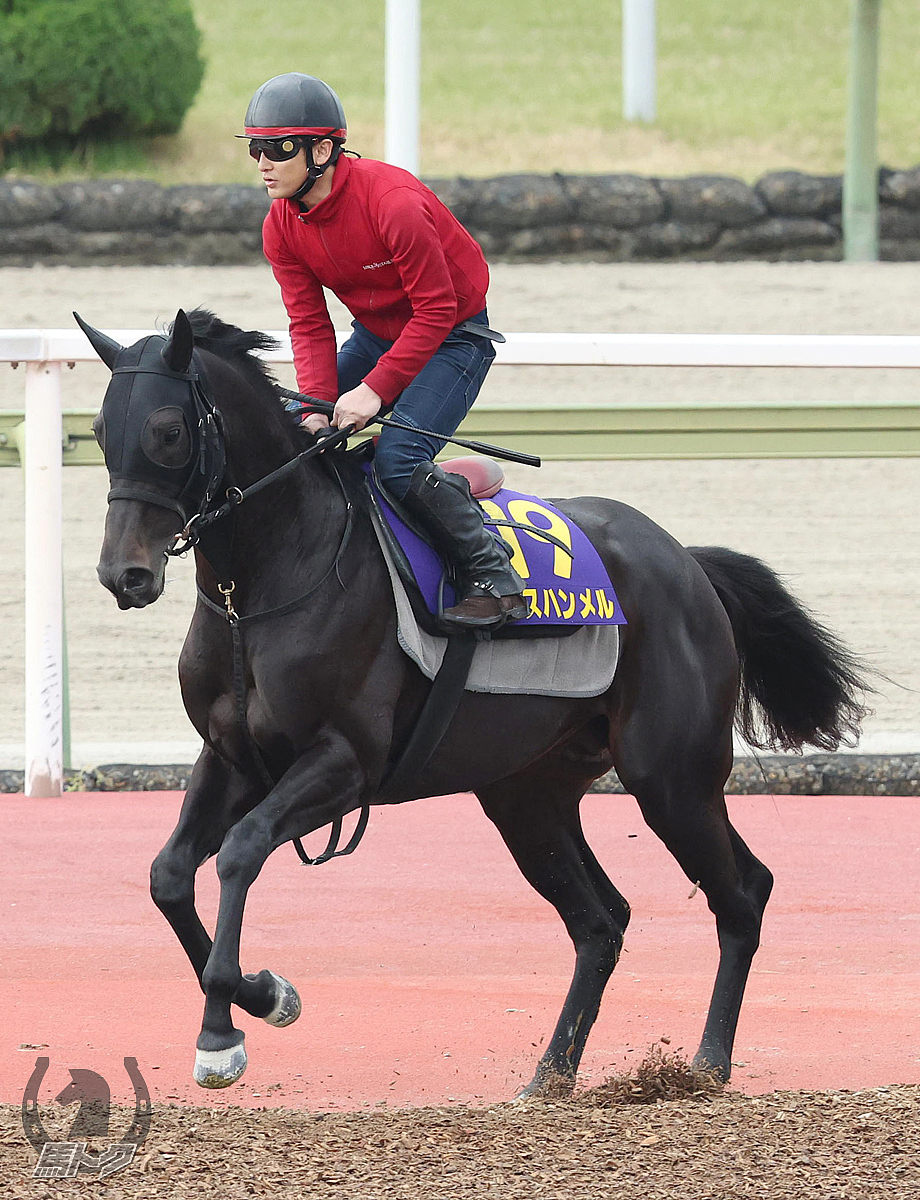 ラスハンメルの馬体写真