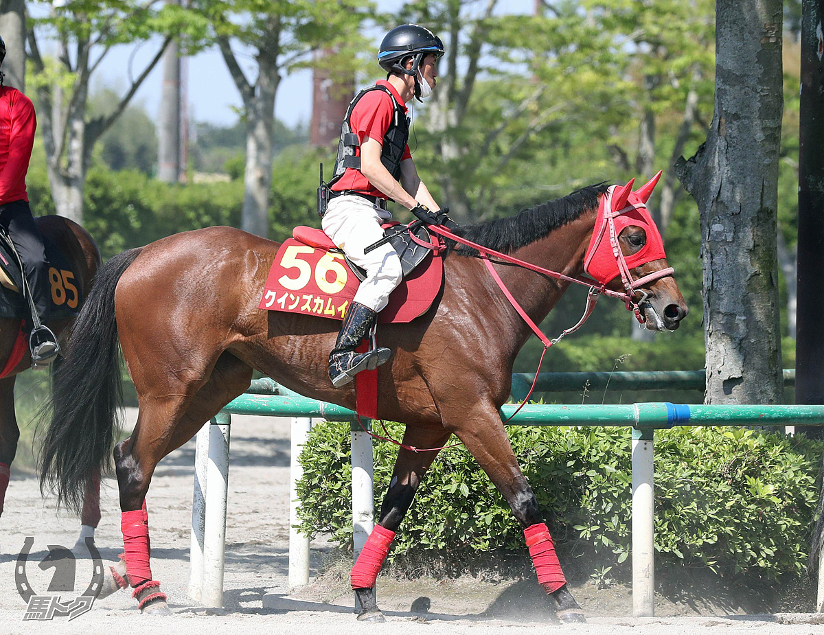 クインズカムイの馬体写真