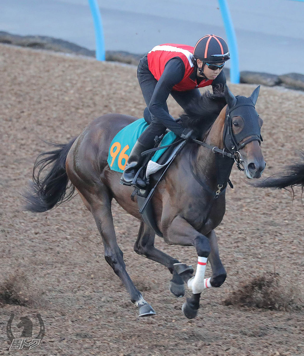 クインズイザナミの馬体写真