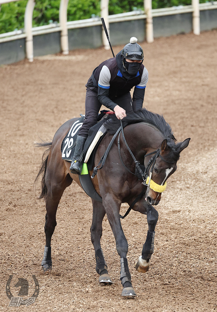 マイネルエンペラーの馬体写真